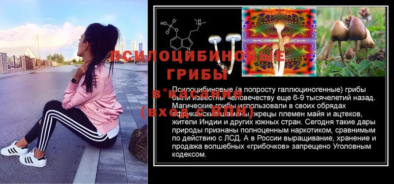 Галлюциногенные грибы Psilocybine cubensis  Ростов 